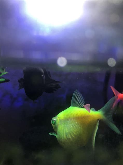 pregnant glofish